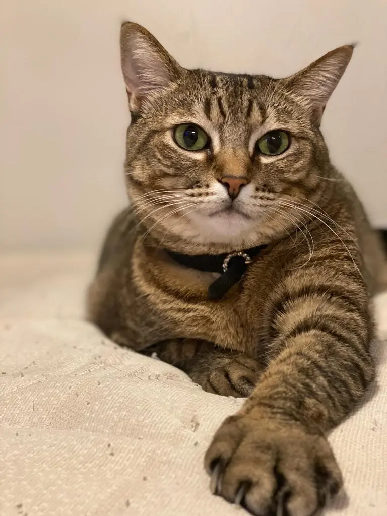 Foto de uma gata